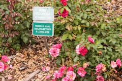 WendysWalk_230_20150627 72dpi no tag