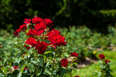 Wendys Walk_100_20190630 132dpi